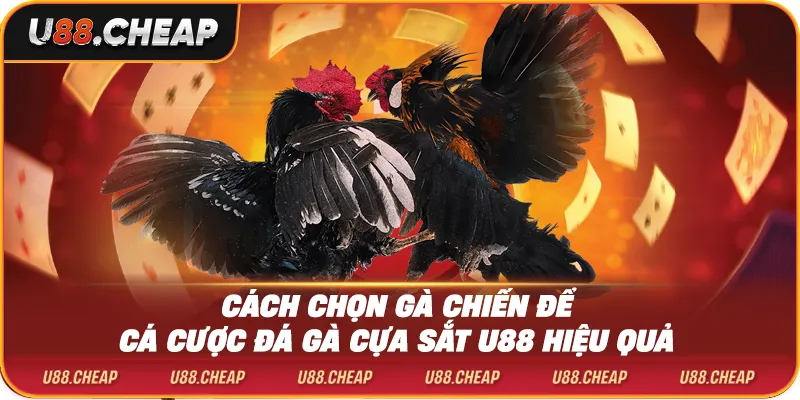 Cách chọn gà chiến để cá cược đá gà cựa sắt u88 hiệu quả