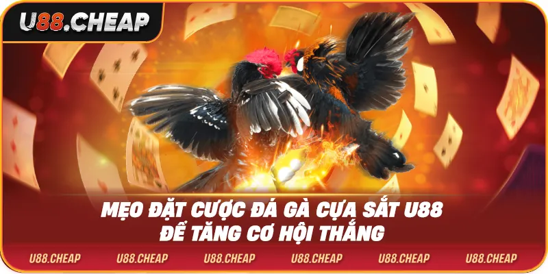 Mẹo đặt cược đá gà cựa sắt u88 để tăng cơ hội thắng